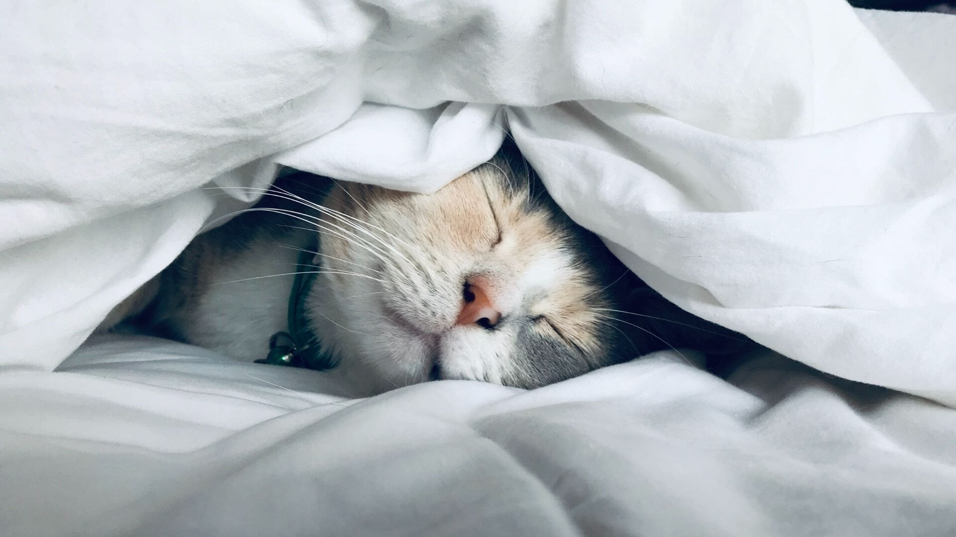 cat sleeping under cover