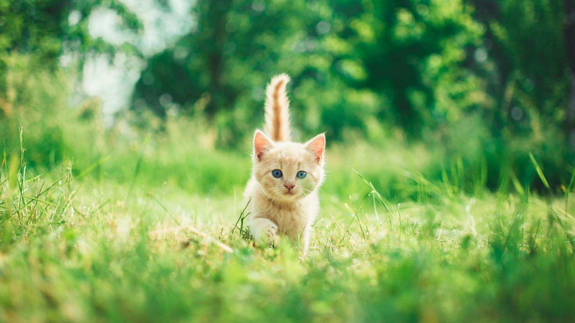 kitten walking on grass